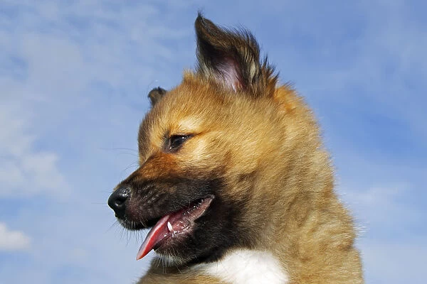 Puppy, Icelandic Sheepdog -Canis lupus familiaris-