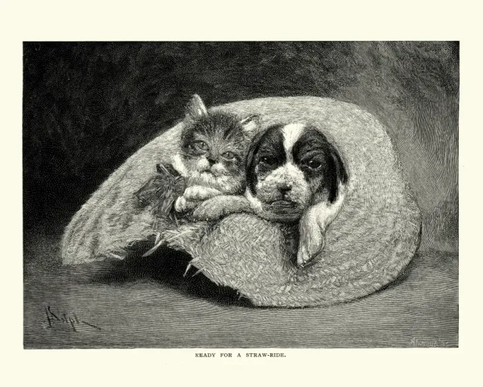 Framed Print : Puppy and kitten sat in a straw hat Framed Print : Puppy and kitten sat in a straw hat