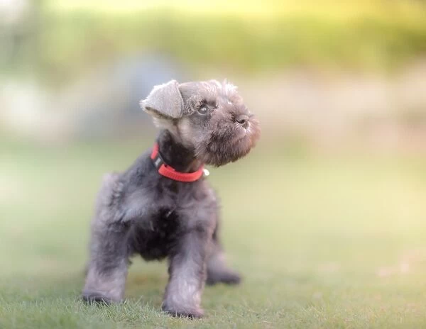 Puppy stands on lawn