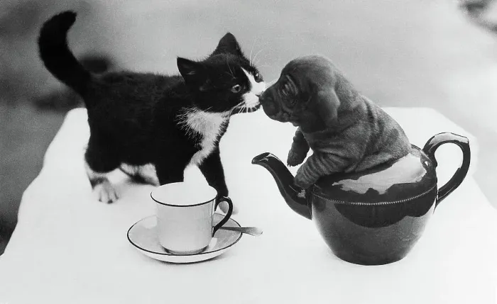Framed Print : Puppy in Teapot Kissing Kitten Framed Print : Puppy in Teapot Kissing Kitten