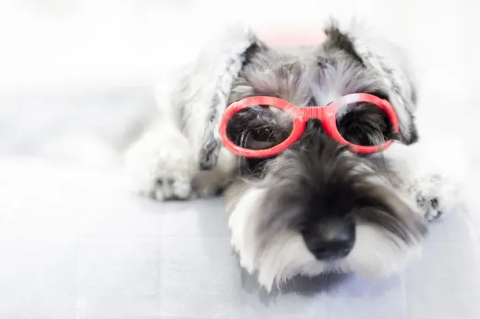 Framed Print : Puppy wearing red glasses Framed Print : Puppy wearing red glasses
