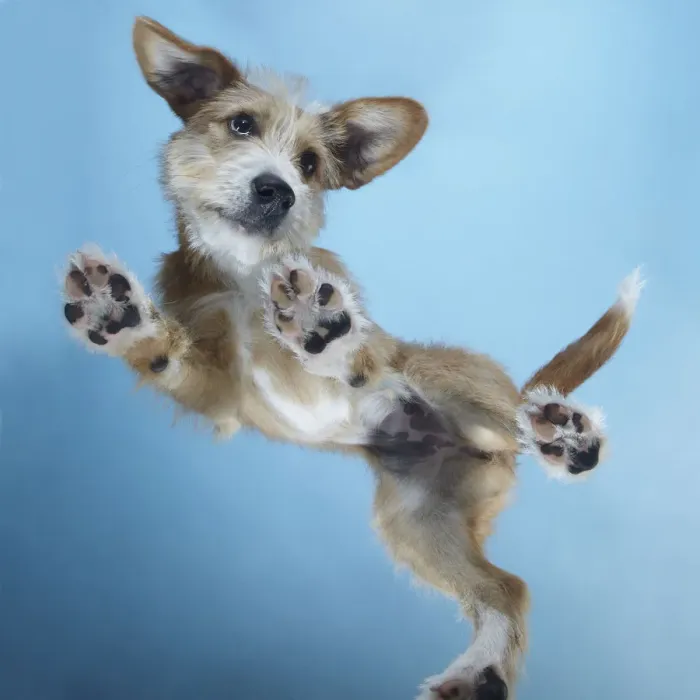 Framed Print : PuppyDance1 Framed Print : PuppyDance1