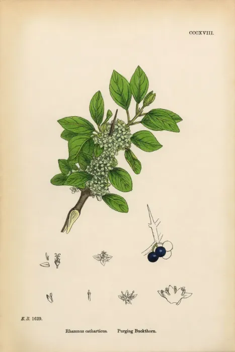 Framed Print : Purging Buckthorn, Rhamnus catharticus, Victorian Botanical Illustration, 1863 Framed Print : Purging Buckthorn, Rhamnus catharticus, Victorian Botanical Illustration, 1863