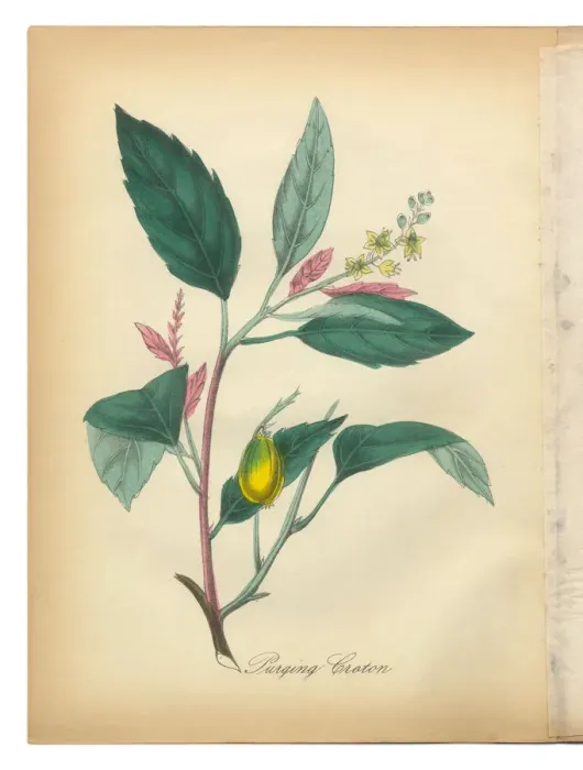 Framed Print : Purging Croton, Bromeliad, Victorian Botanical Illustration Framed Print : Purging Croton, Bromeliad, Victorian Botanical Illustration