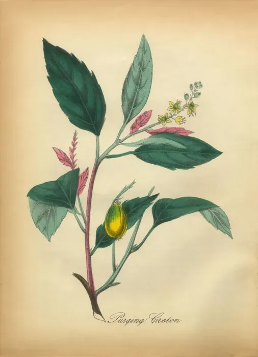 Framed Print : Purging Croton Victorian Botanical Illustration