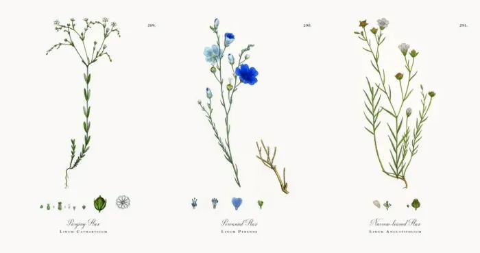 Framed Print : Purging Flax, Linum Catharticum, Victorian Botanical Illustration, 1863 Framed Print : Purging Flax, Linum Catharticum, Victorian Botanical Illustration, 1863
