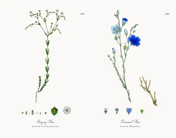 Framed Print : Purging Flax, Linum Catharticum, Victorian Botanical Illustration, 1863