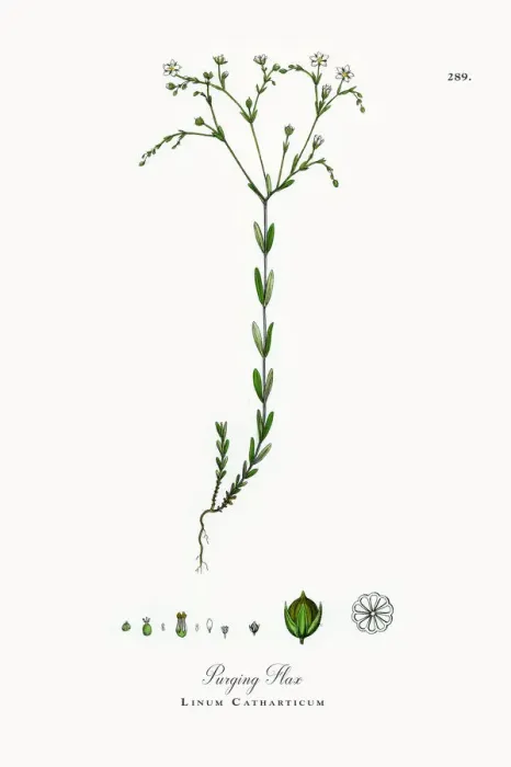 Framed Print : Purging Flax, Linum Catharticum, Victorian Botanical Illustration, 1863 Framed Print : Purging Flax, Linum Catharticum, Victorian Botanical Illustration, 1863