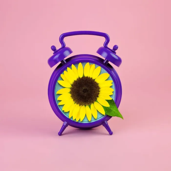 Framed Print : Purple alarm clock with sunflower face Framed Print : Purple alarm clock with sunflower face
