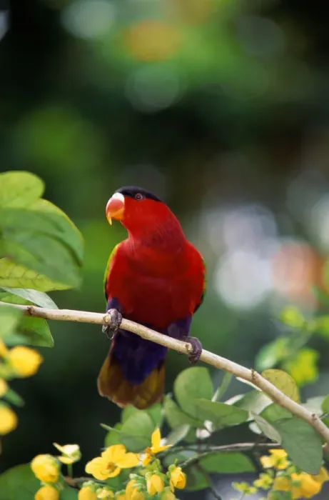 Framed Print : Purple-bellied Lory (Lorius hypoinochrous)