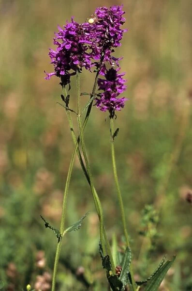 Purple Betony or Bishops Wort (Stachys officinalis)
