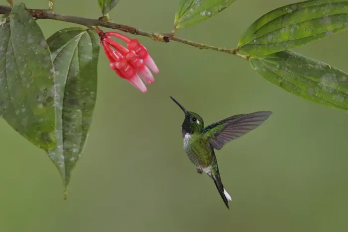 Framed Print : Purple-bibbed Whitetip Framed Print : Purple-bibbed Whitetip