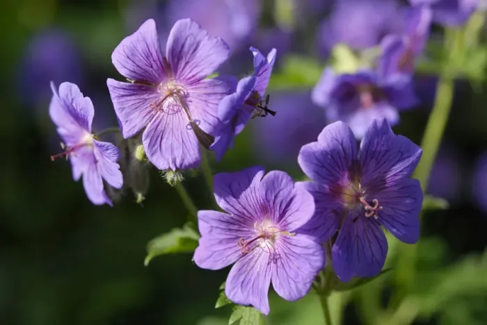 Framed Print : Purple blossoms of Meadow cranesbill (Geranium pratense)