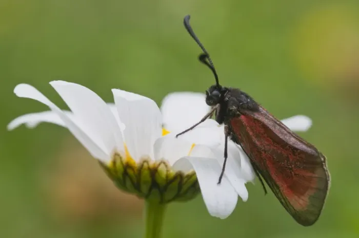 Framed Print : Purple Burnet moth (Mesembrynus purpuralis) Framed Print : Purple Burnet moth (Mesembrynus purpuralis)
