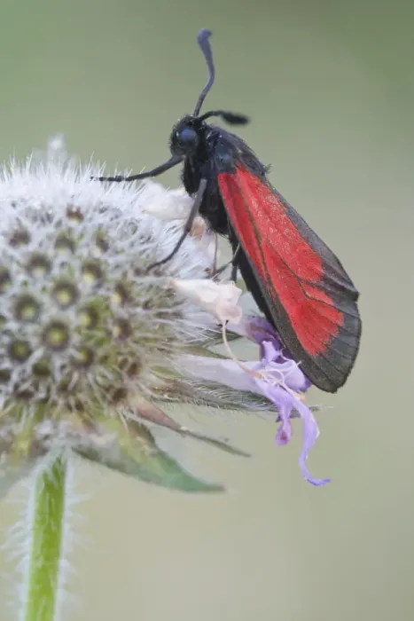Framed Print : Purple Burnet moth (Mesembrynus purpuralis) Framed Print : Purple Burnet moth (Mesembrynus purpuralis)
