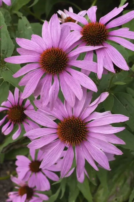 Framed Print : Purple Coneflower -Echinacea purpurea-, flowers, Germany Framed Print : Purple Coneflower -Echinacea purpurea-, flowers, Germany