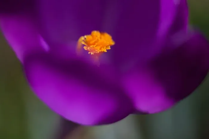 Framed Print : Purple Crocus Framed Print : Purple Crocus
