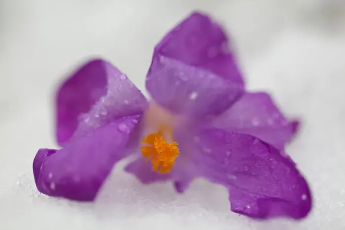Framed Print : Purple Crocus Flowers in Snow Framed Print : Purple Crocus Flowers in Snow