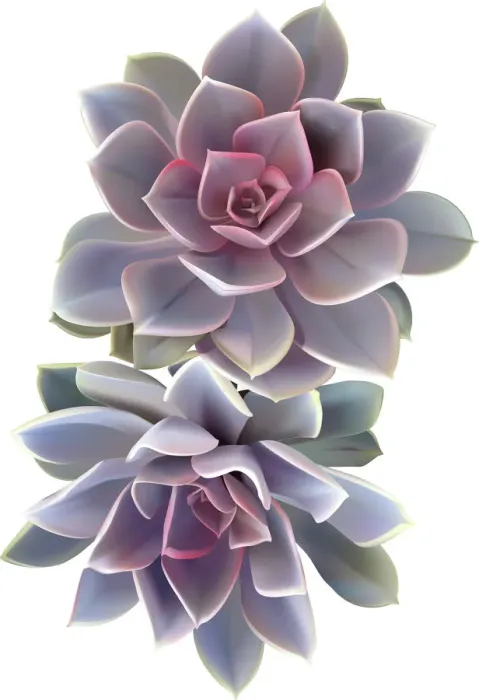 Framed Print : Purple Echeveria Pair Framed Print : Purple Echeveria Pair