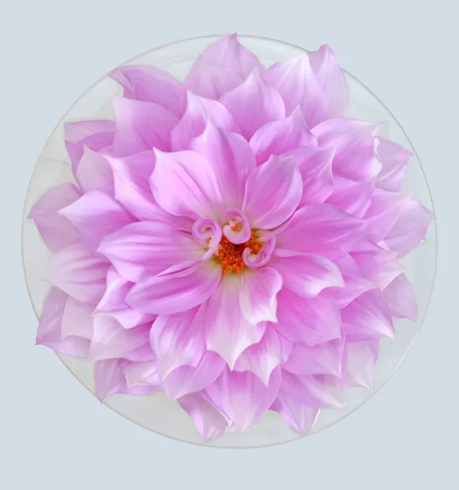 Framed Print : Purple Explosion Framed Print : Purple Explosion