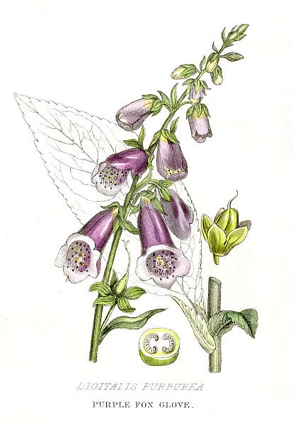 Purple fox glove botanical engraving 1857