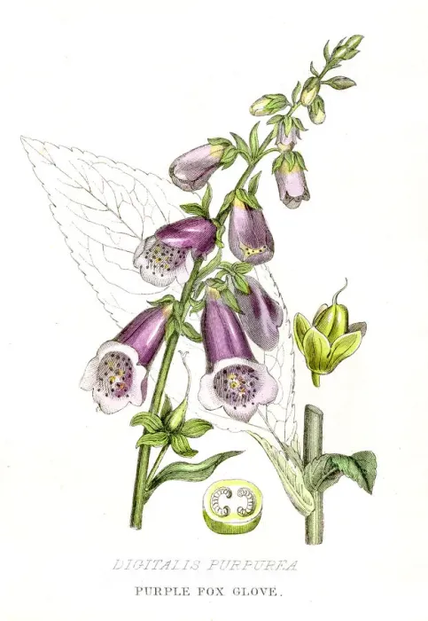 Framed Print : Purple fox glove botanical engraving 1857 Framed Print : Purple fox glove botanical engraving 1857