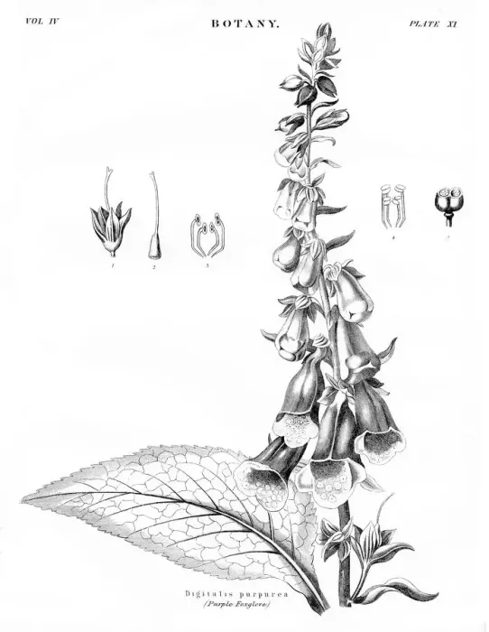 Framed Print : Purple foxglove botany engraving 1878 Framed Print : Purple foxglove botany engraving 1878