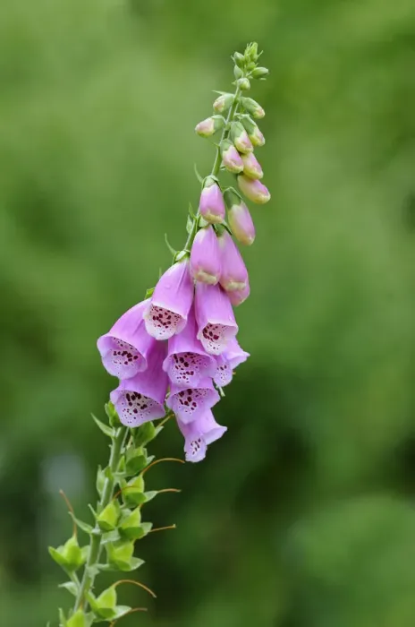 Framed Print : Purple Foxglove -Digitalis purpurea-, Europe Framed Print : Purple Foxglove -Digitalis purpurea-, Europe