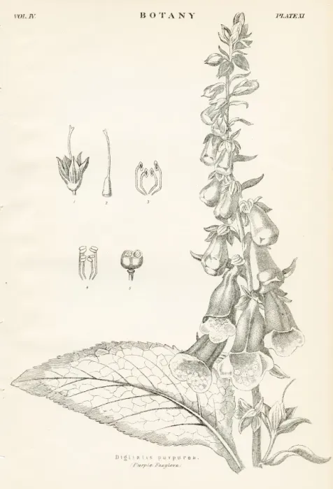 Framed Print : Purple foxglove engraving 1877