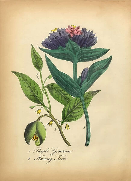 Purple Gentian and Nutmeg Tree Victorian Botanical Illustration