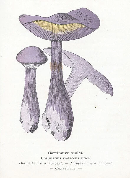 Purple gold webcap mushroom engraving 1895