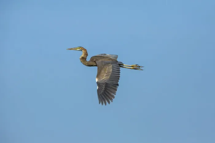 Framed Print : Purple Heron -Ardea purpurea-, Keoladeo National Park, Rajasthan, India Framed Print : Purple Heron -Ardea purpurea-, Keoladeo National Park, Rajasthan, India