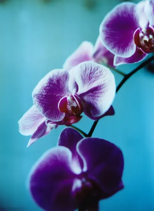 Framed Print : Purple Iris Framed Print : Purple Iris