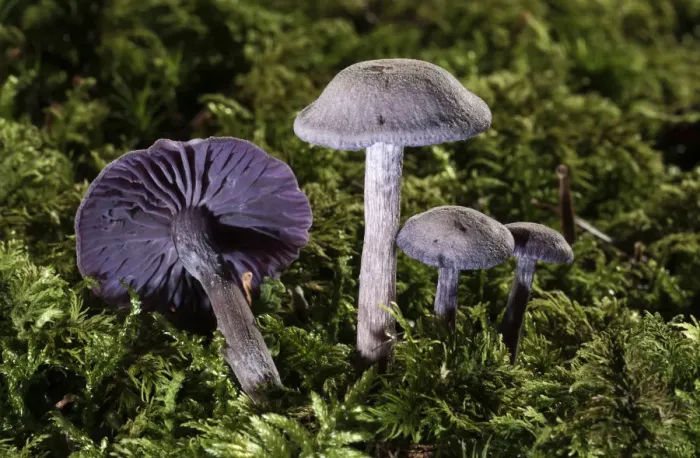 Framed Print : Purple Laccaria Amethystea -Laccaria amethystea-, Untergroeningen, Baden-Wuerttemberg, Germany, Europe Framed Print : Purple Laccaria Amethystea -Laccaria amethystea-, Untergroeningen, Baden-Wuerttemberg, Germany, Europe