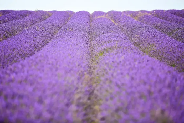 Framed Print : Purple lavender field, Hertfordshire Framed Print : Purple lavender field, Hertfordshire