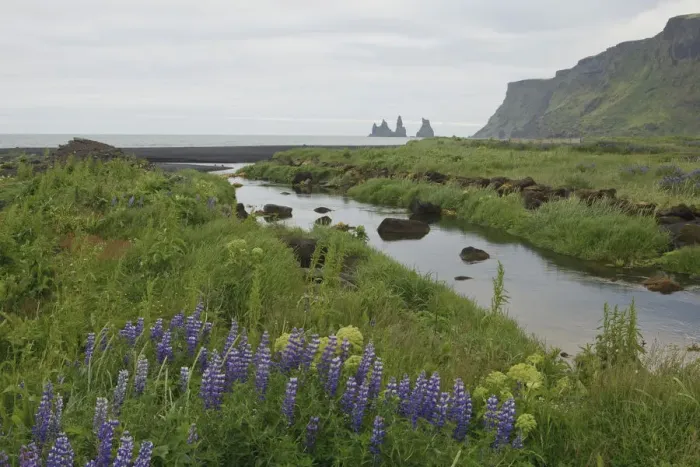 Framed Print : Purple Lupines (Lupinus) alongside a river on the coast, Vik, Iceland, Europe Framed Print : Purple Lupines (Lupinus) alongside a river on the coast, Vik, Iceland, Europe