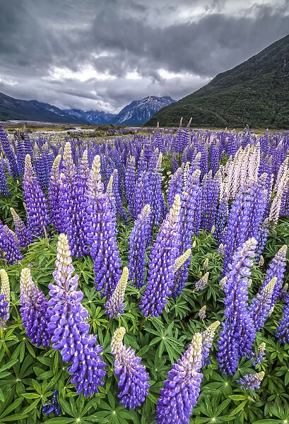 Purple lupins with pink tips -Lupinus- at Arthurs Pass National Park, vast valley at back, South Island, New Zealand, Oceania