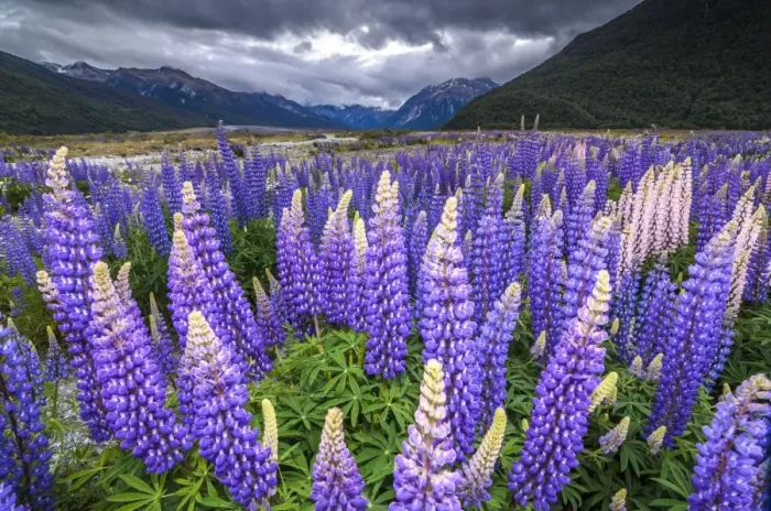 Framed Print : Purple lupins with pink tips -Lupinus- at Arthurs Pass National Park, vast valley at back, South Island, New Zealand, Oceania Framed Print : Purple lupins with pink tips -Lupinus- at Arthurs Pass National Park, vast valley at back, South Island, New Zealand, Oceania