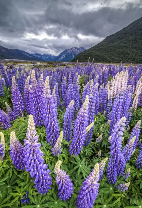 Framed Print : Purple lupins with pink tips -Lupinus- at Arthurs Pass National Park, vast valley at back, South Island, New Zealand, Oceania Framed Print : Purple lupins with pink tips -Lupinus- at Arthurs Pass National Park, vast valley at back, South Island, New Zealand, Oceania