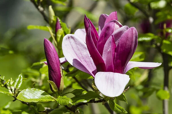 Purple Magnolia -Magnolia liliiflora-, Lower Saxony, Germany