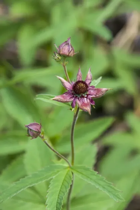 Framed Print : Purple Marshlocks or Swamp Cinquefoil -Potentilla palustris-, Thuringia, Germany Framed Print : Purple Marshlocks or Swamp Cinquefoil -Potentilla palustris-, Thuringia, Germany
