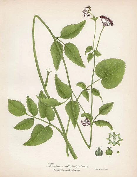 Purple Meadowparsnip botanical engraving 1843