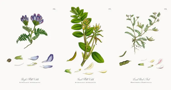 Framed Print : Purple Milk Vetch, Astragalus bypoglottis, Victorian Botanical Illustration, 1863 Framed Print : Purple Milk Vetch, Astragalus bypoglottis, Victorian Botanical Illustration, 1863