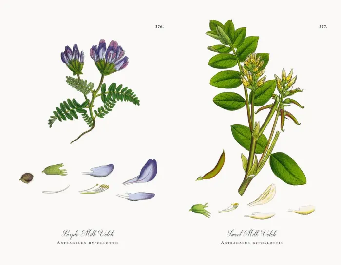 Framed Print : Purple Milk Vetch, Astragalus bypoglottis, Victorian Botanical Illustration, 1863 Framed Print : Purple Milk Vetch, Astragalus bypoglottis, Victorian Botanical Illustration, 1863
