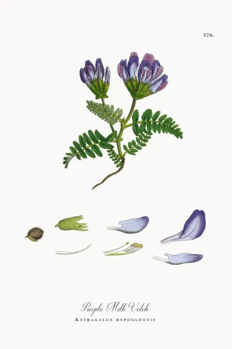 Framed Print : Purple Milk Vetch, Astragalus bypoglottis, Victorian Botanical Illustration, 1863 Framed Print : Purple Milk Vetch, Astragalus bypoglottis, Victorian Botanical Illustration, 1863