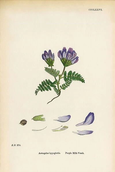 Purple Milk Vetch, Astragalus bypoglottis, Victorian Botanical Illustration, 1863