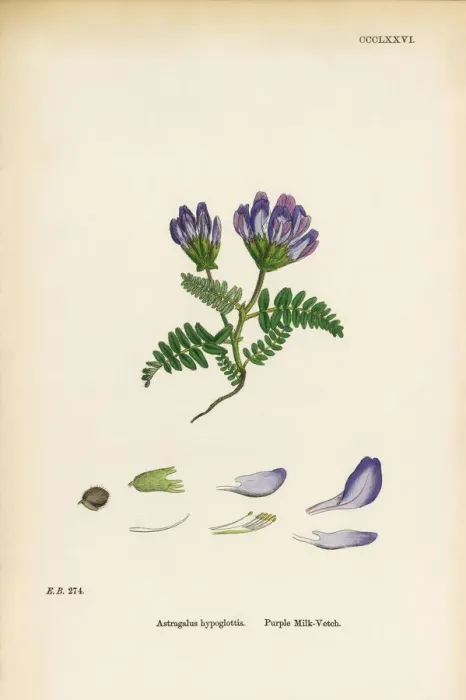 Framed Print : Purple Milk Vetch, Astragalus bypoglottis, Victorian Botanical Illustration, 1863 Framed Print : Purple Milk Vetch, Astragalus bypoglottis, Victorian Botanical Illustration, 1863