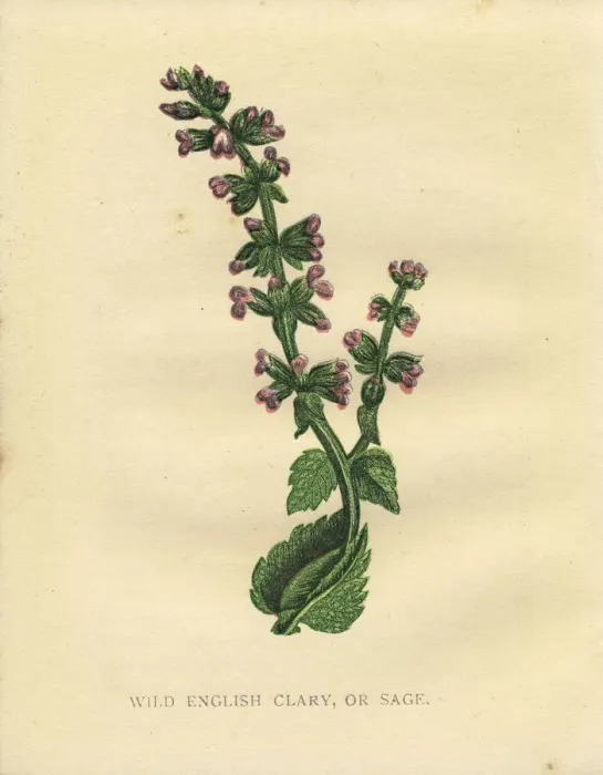 Framed Print : Purple pink sage wildflower Victorian botanical illustration by Anne Pratt Framed Print : Purple pink sage wildflower Victorian botanical illustration by Anne Pratt