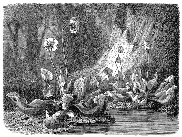 Framed Print : Purple pitcher plant, northern pitcher plant, or side-saddle flower(Sarracenia purpurea) Framed Print : Purple pitcher plant, northern pitcher plant, or side-saddle flower(Sarracenia purpurea)