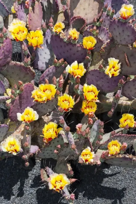 Framed Print : Purple Prickly-pear -Opuntia macrocentra-, native to Mexico